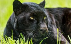 Panther Dream Meaning
