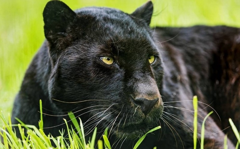 panther dream meaning, dream about panther, panther dream interpretation, seeing in a dream panther