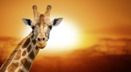 Giraffe Dream Meaning