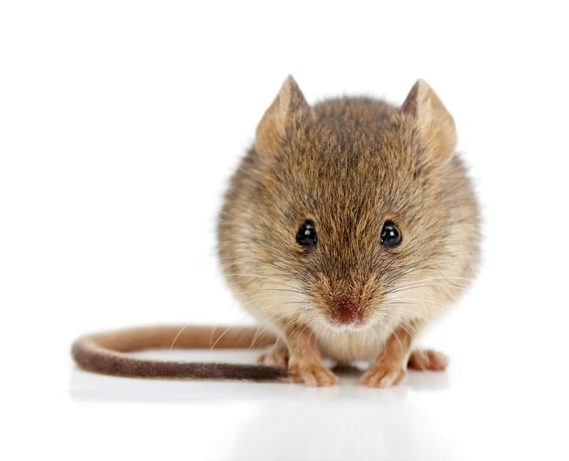 mouse dream meaning, dream about mouse, mouse dream interpretation, seeing in a dream mouse