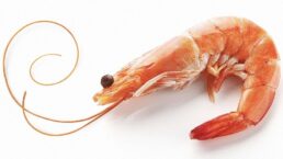 Shrimp Dream Meaning