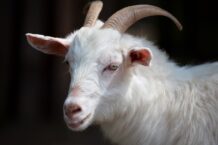 Goat Dream Meaning