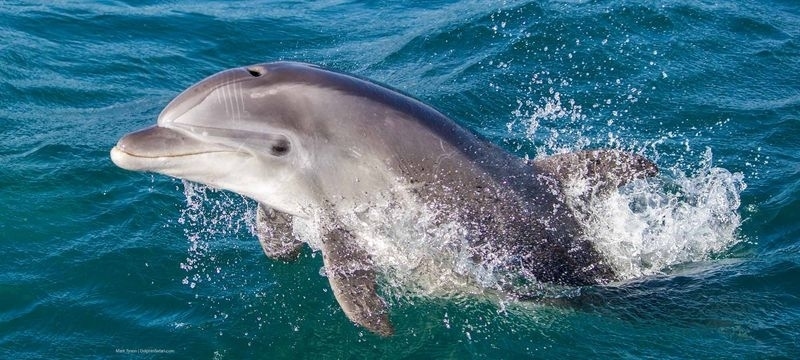 dolphin dream meaning, dream about dolphin, dolphin dream interpretation, seeing in a dream dolphin