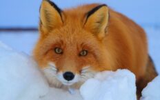 Fox Dream Meaning