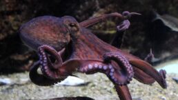 Octopus Dream Meaning