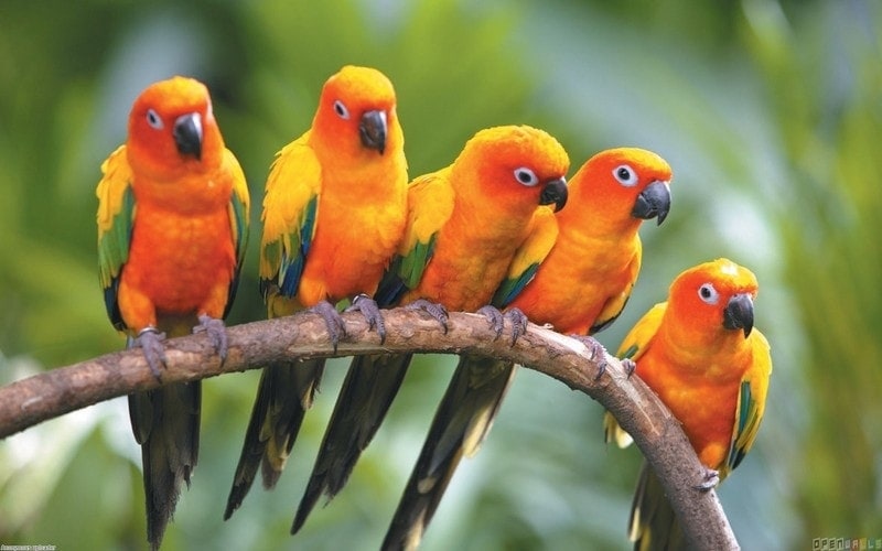 parrot dream meaning, dream about parrot, parrot dream interpretation, seeing in a dream parrot