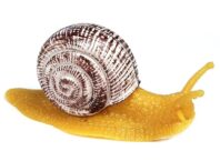 Snail Dream Meaning