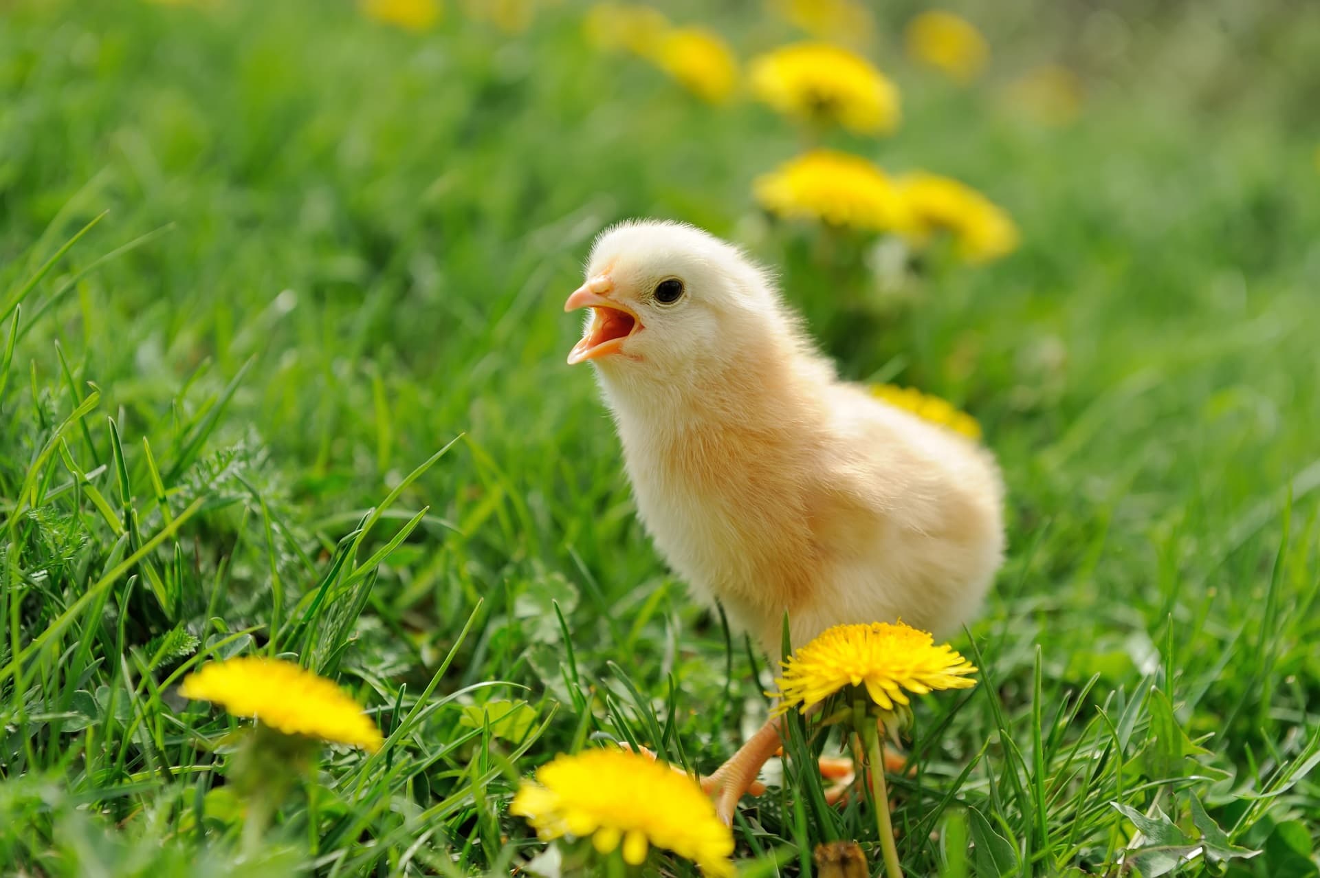 chicken-dream-meaning-get-your-dream-interpretation-now