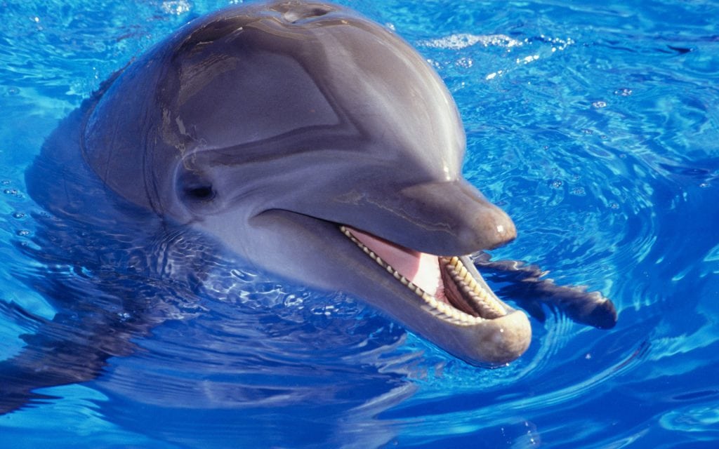 dolphin dream meaning, dream about dolphin, dolphin dream interpretation, seeing in a dream dolphin