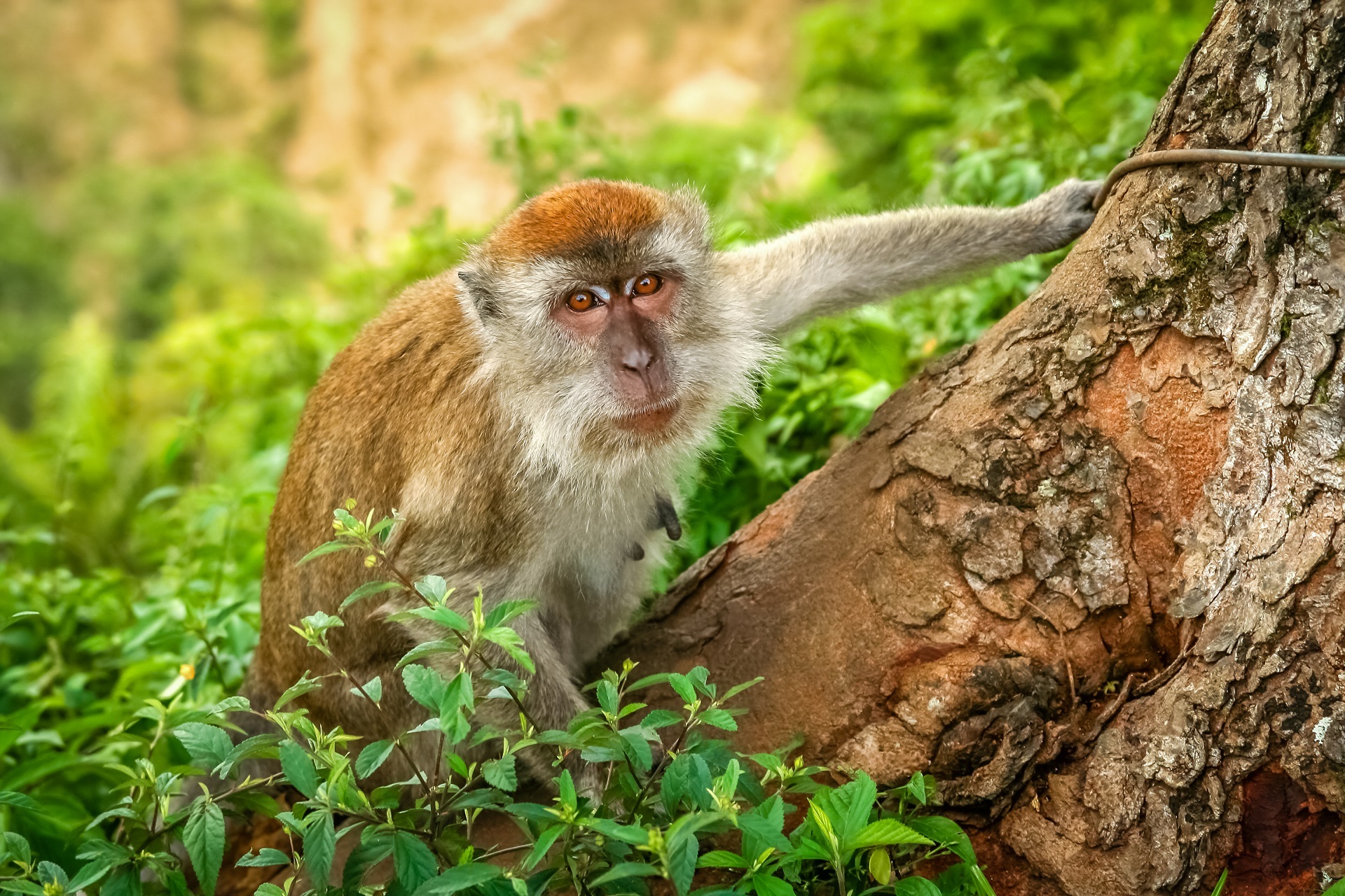 monkey-dream-meaning-get-your-dream-interpretation-now