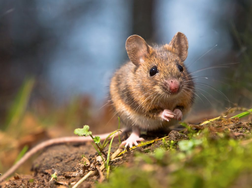 mouse dream meaning, dream about mouse, mouse dream interpretation, seeing in a dream mouse