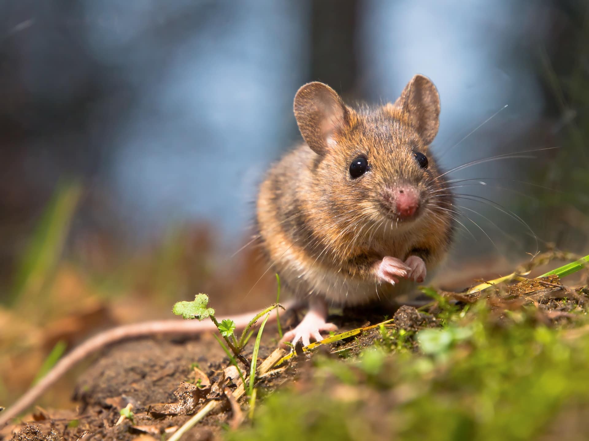 mouse-dream-meaning-get-your-dream-interpretation-now