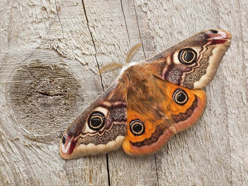 Moth Dream Meaning | Get Your Dream Interpretation Now!!!
