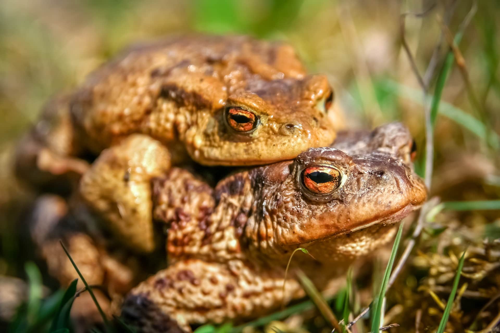 Frog Dream Meaning | Get Your Dream Interpretation Now!!!