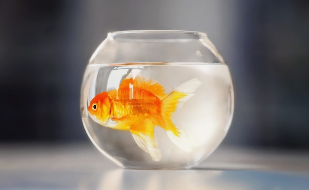 goldfish dream meaning, dream about goldfihs, goldfihs dream interpretation, seeing in a dream goldfish