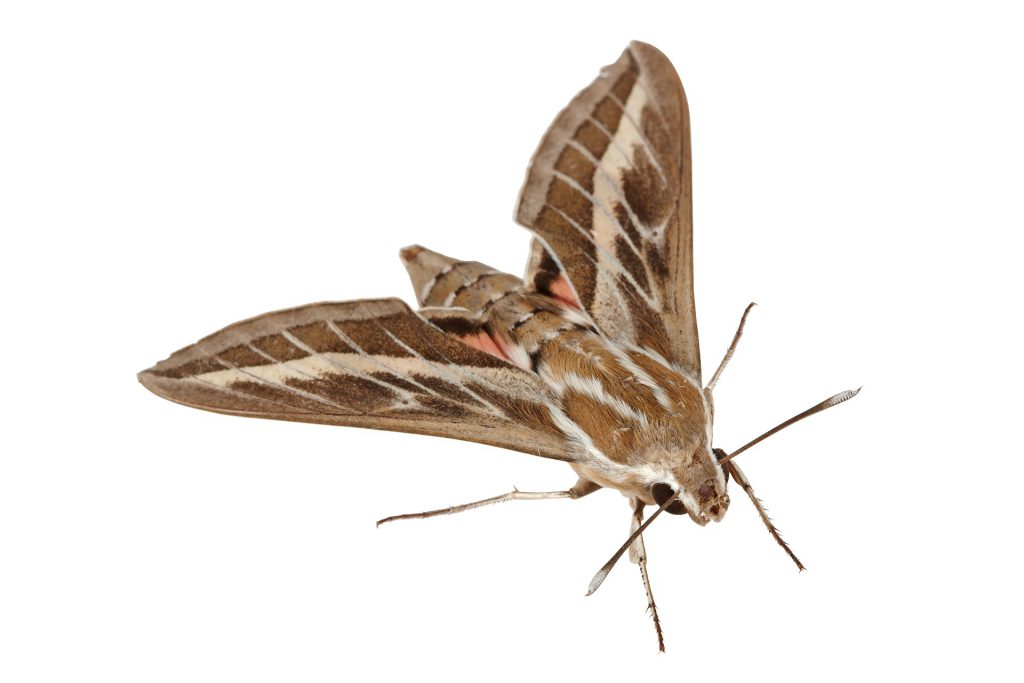 moth dream meaning, dream about moth, moth dream interpretation, seeing in a dream moth