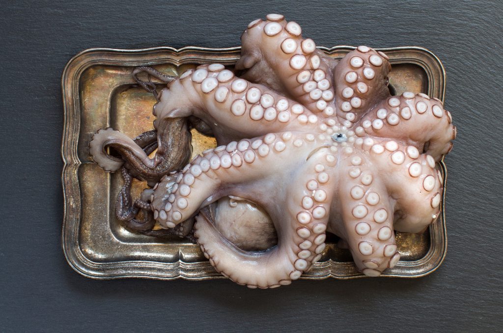 octopus dream meaning, dream about octopus, octopus dream interpretation, seeing in a dream octopus 