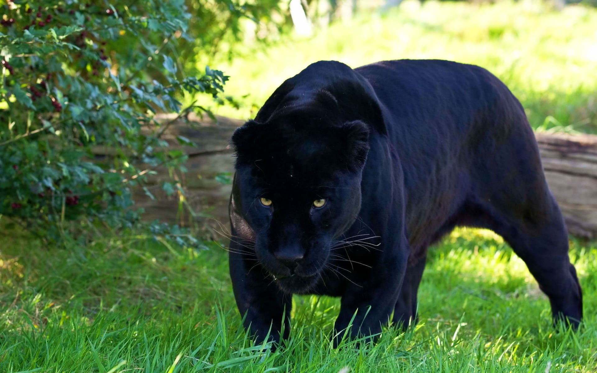 Panther Dream Meaning | Get Your Dream Interpretation Now!!!