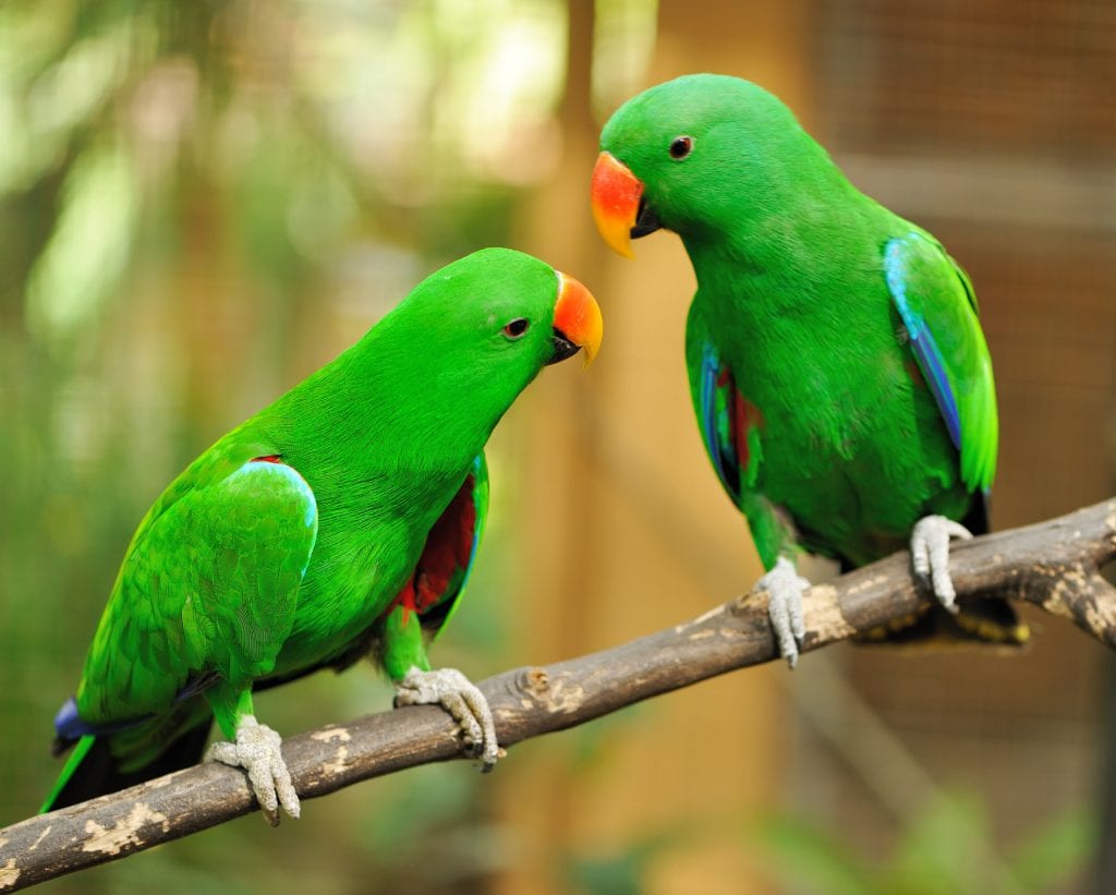 parrot dream meaning, dream about parrot, parrot dream interpretation, seeing in a dream parrot