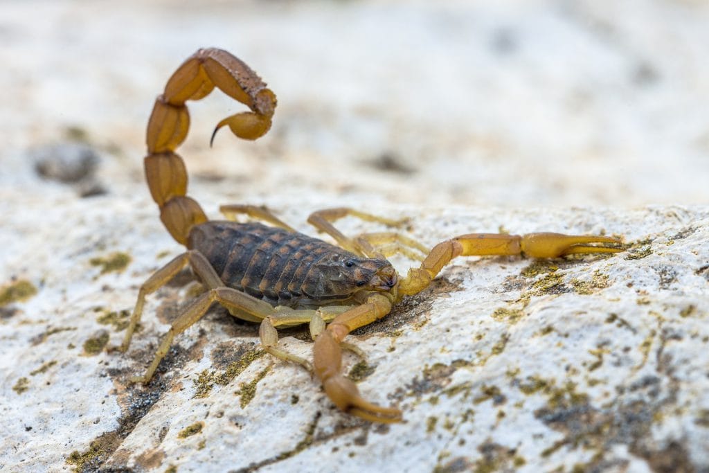 scorpion dream meaning