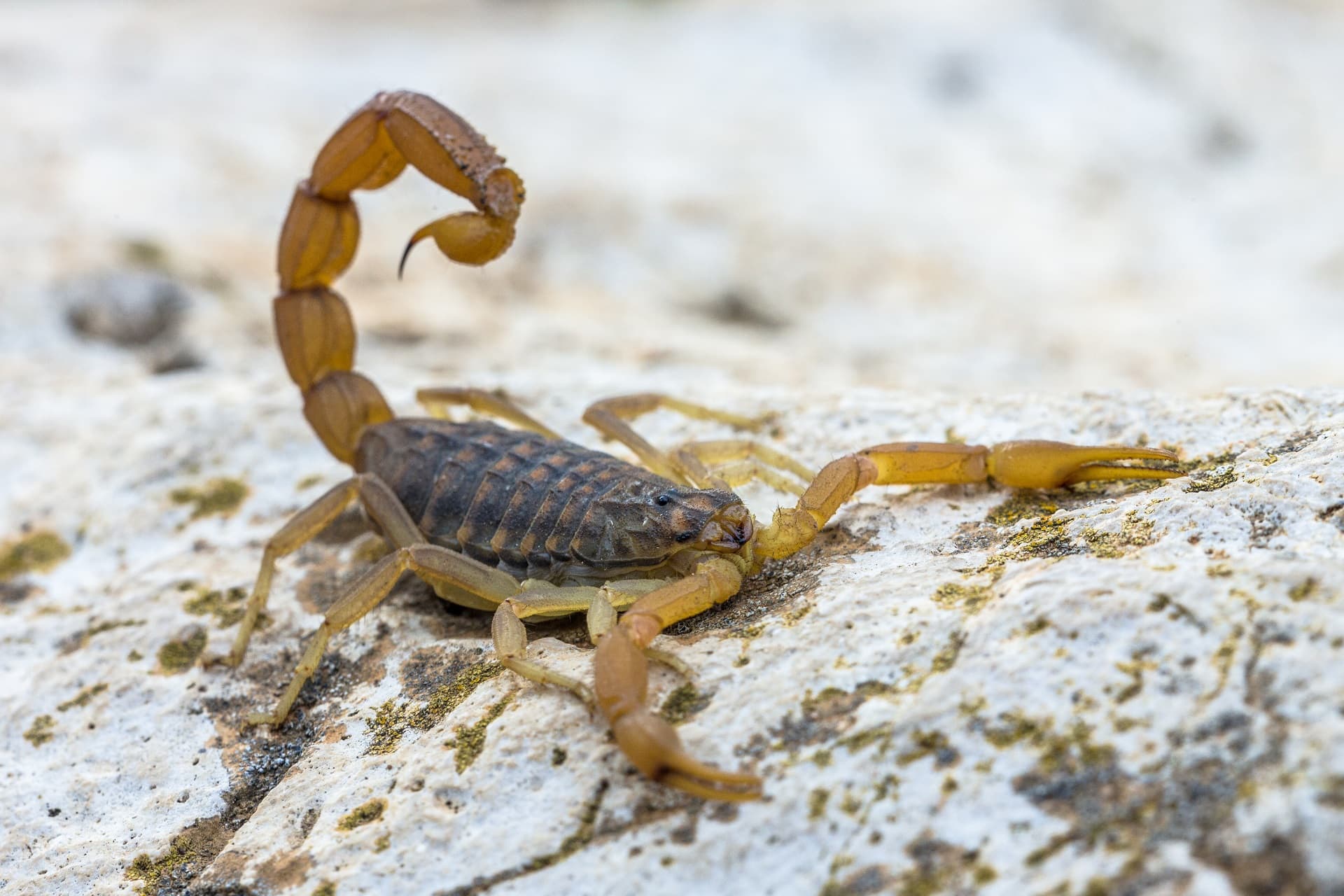 Scorpion Dream Meaning | Get Your Dream Interpretation Now!!!