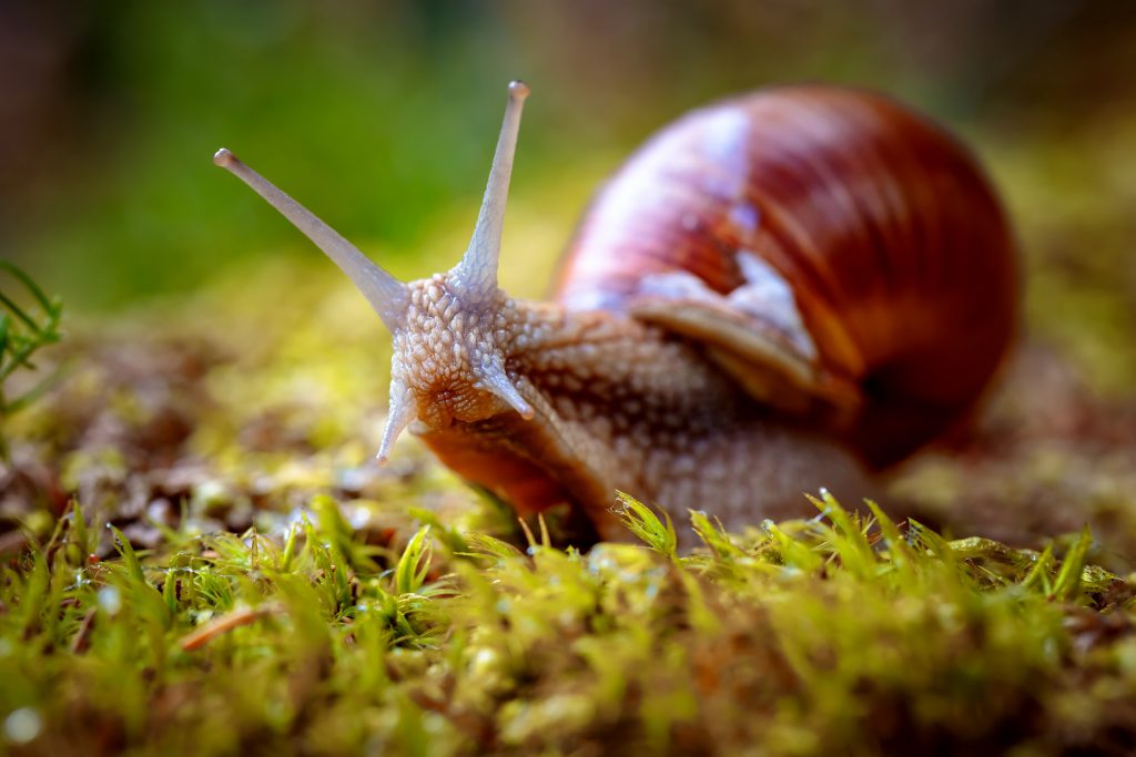 snail dream meaning, dream about snail, snail dream interpretation, seeing in a dream snail