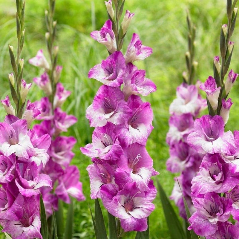 gladiolus-dream-meaning-get-your-dream-interpretation-now