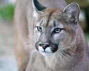 Cougar Dream Meaning