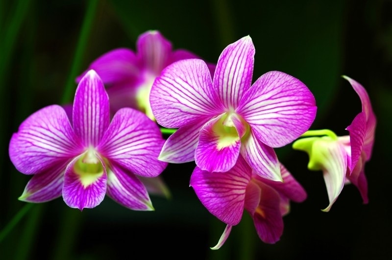 orchid dream meaning, dream about orchid, orchid dream interpretation, seeing in a dream orchid