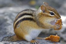 Chipmunk Dream Meaning