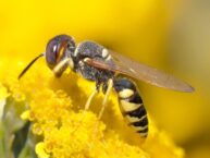 Wasp Dream Meaning