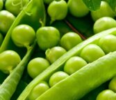 Peas Dream Meaning