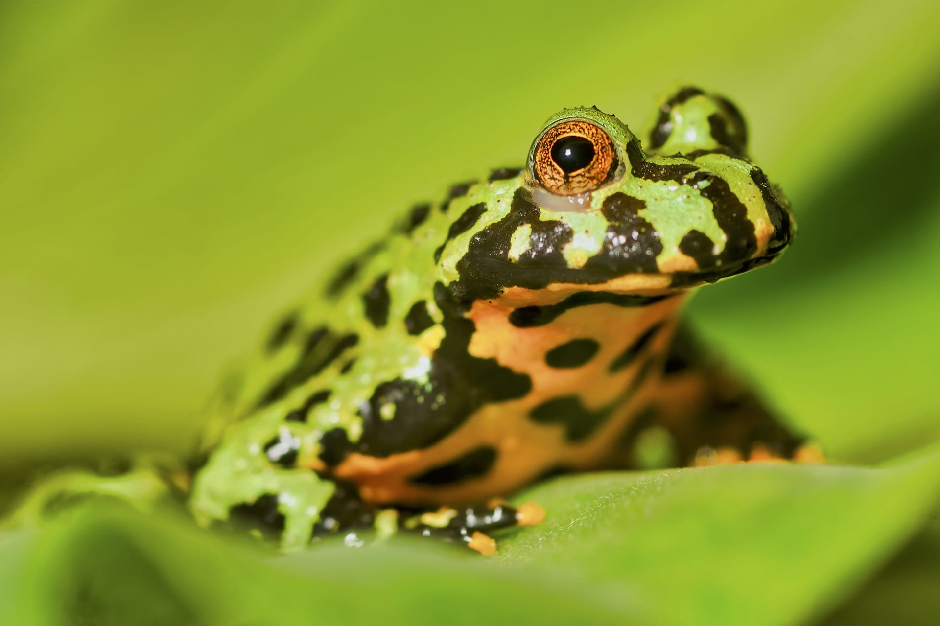 Cane Toad Dream Meaning