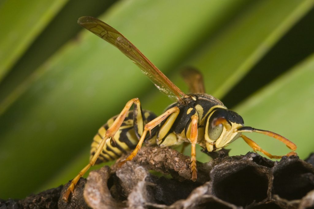 wasp dream meaning, dream about wasp, wasp dream interpretation, seeing in a dream wasp